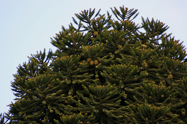 Bunya-bunya