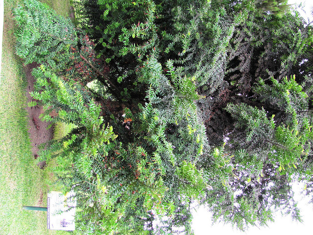 Bunya-bunya