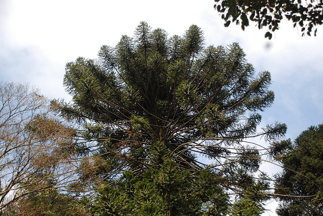 Bunya-bunya (Araucaria bidwillii)