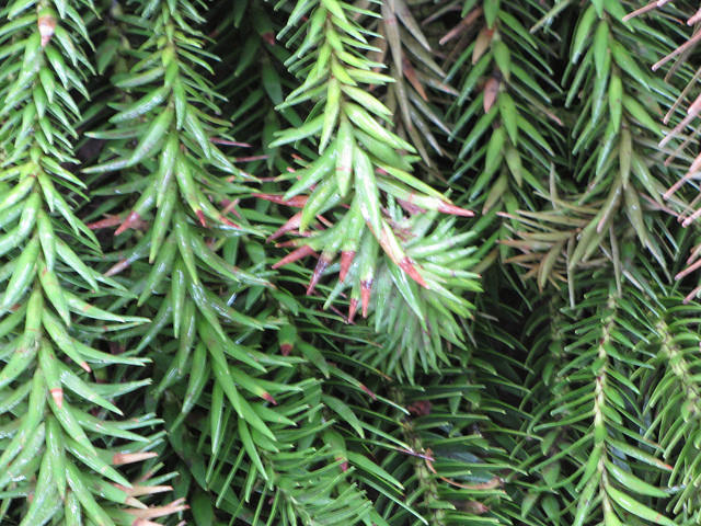 Araucaria cunninghamii