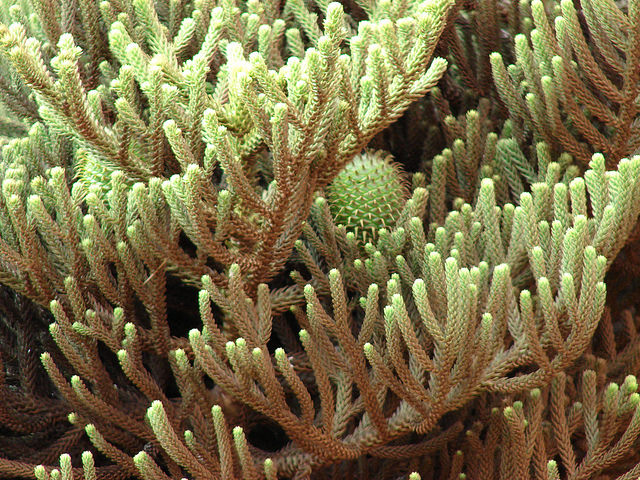Araucaria cunninghamii