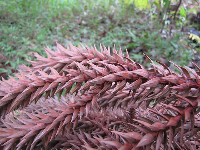 Araucaria cunninghamii