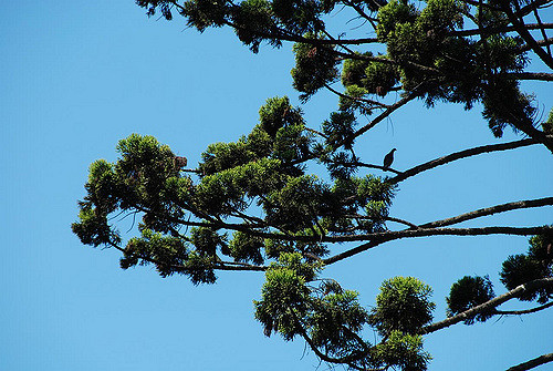 Araucaria cunninghamii (Araucaria cunninghamii)