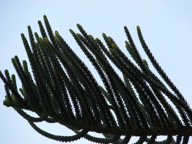 Pin de norfolk