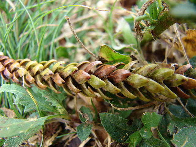 Pin de norfolk (Araucaria heterophylla)