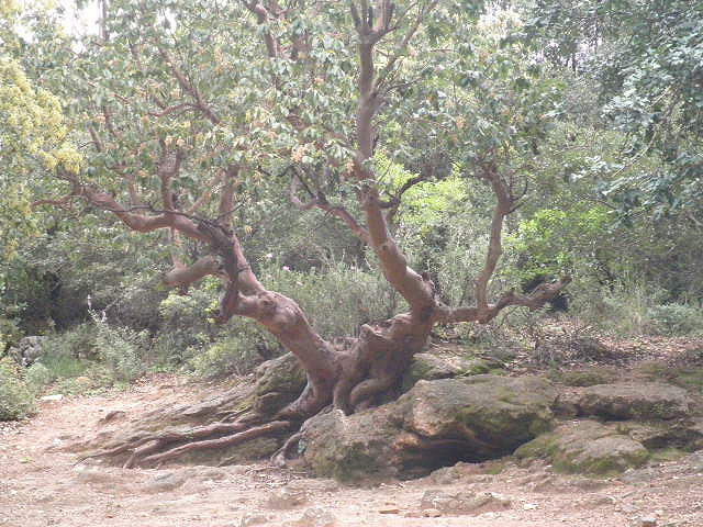 Arbousier de chypre