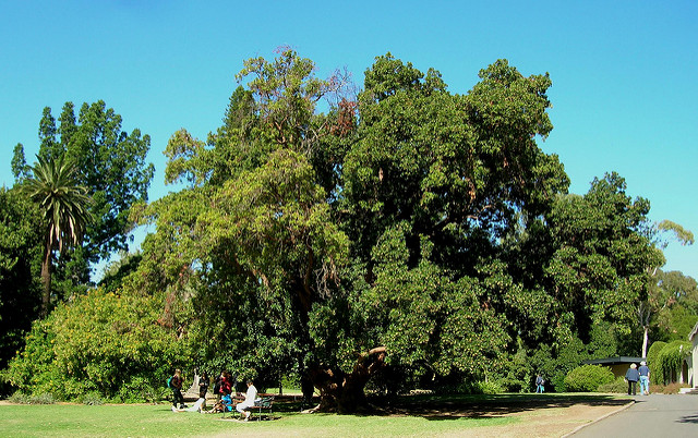 Arbousier de chypre