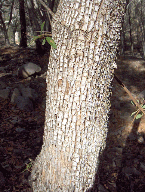 Arbutus arizonica
