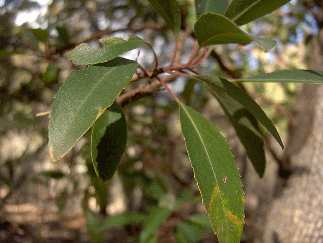 Arbutus arizonica