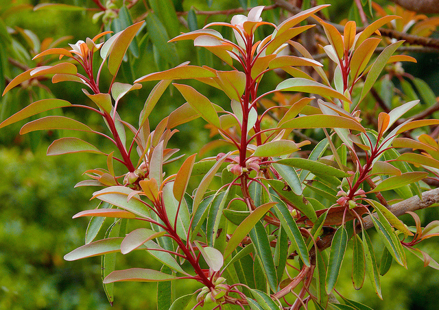 Arbutus arizonica
