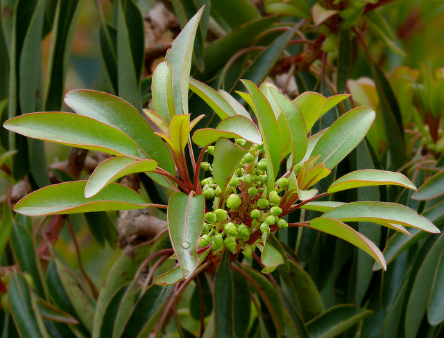 Arbutus arizonica (Arbutus arizonica)