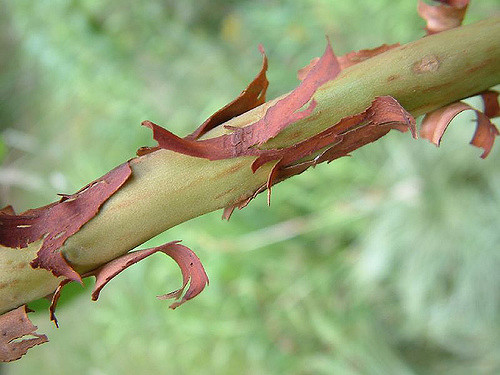 Arbutus menziesii