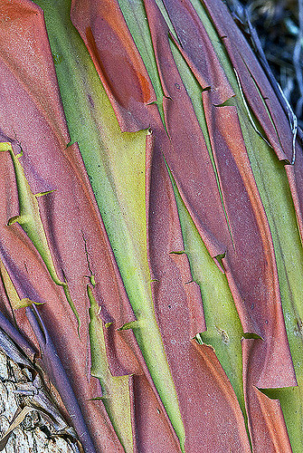 Arbutus menziesii