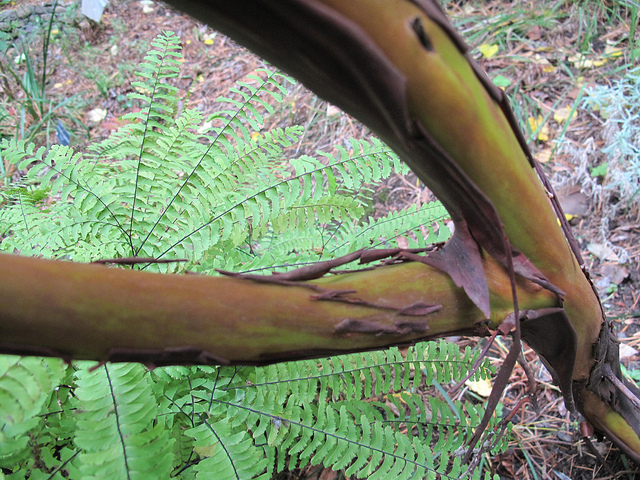 Arbutus menziesii