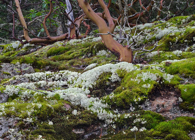Arbutus menziesii
