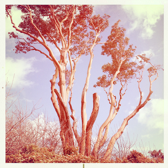 Arbutus menziesii