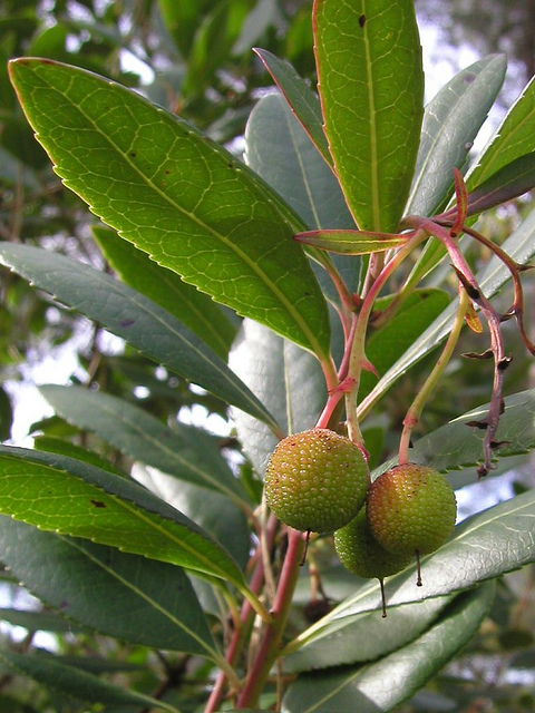 Arbousier