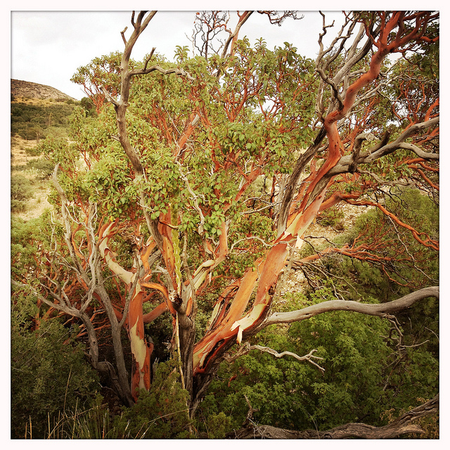 Arbutus xalapensis