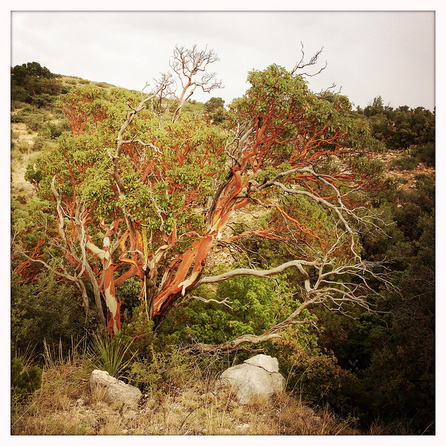 Arbutus xalapensis