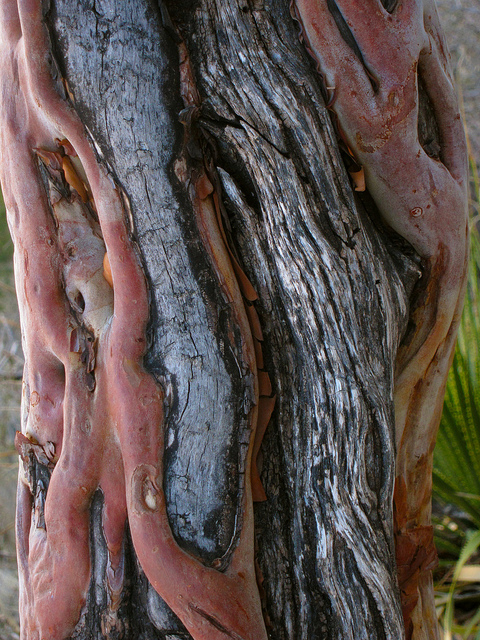 Arbutus xalapensis