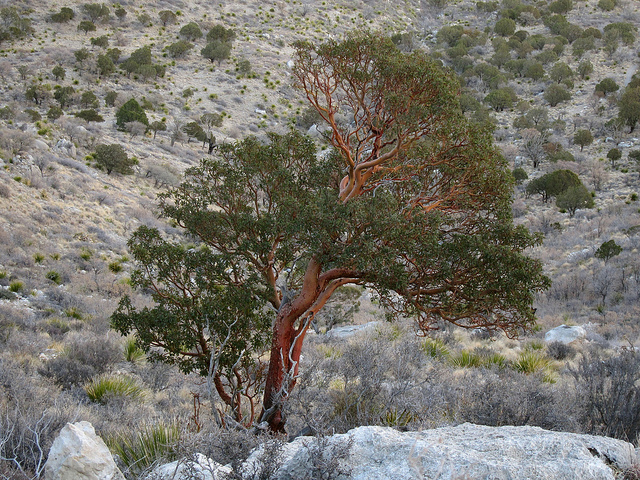 Arbutus xalapensis (Arbutus xalapensis)