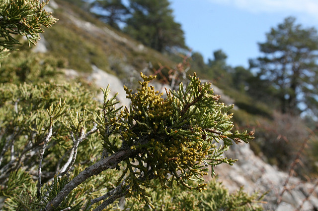Arceutobe (Arceuthobium oxycedri)