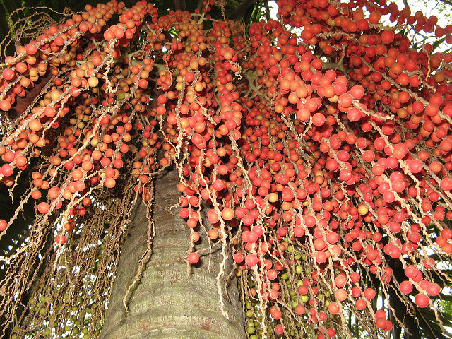 Archontophoenix cunninghamiana