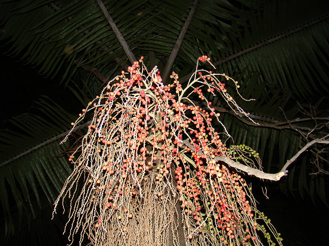 Archontophoenix cunninghamiana