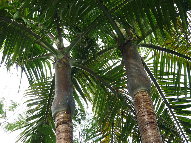 Archontophoenix cunninghamiana (Archontophoenix cunninghamiana)