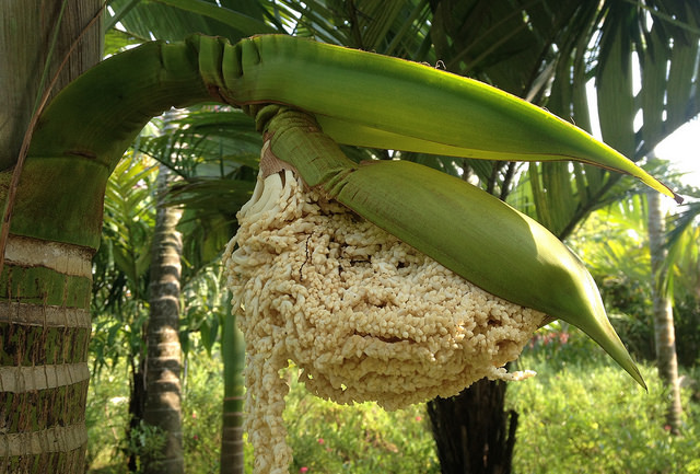 Archontophoenix maxima