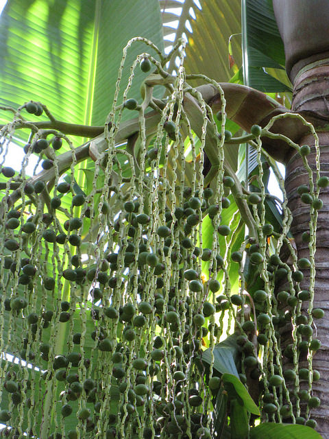 Archontophoenix purpurea