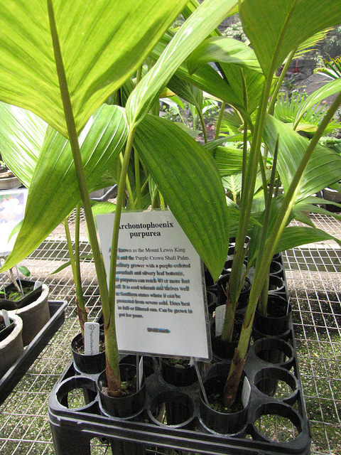 Archontophoenix purpurea
