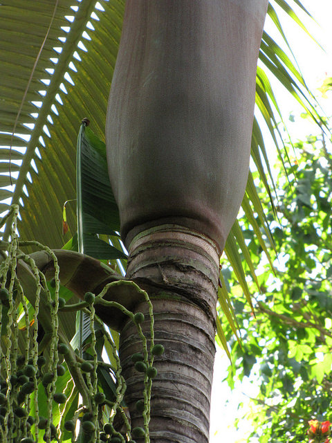 Archontophoenix purpurea