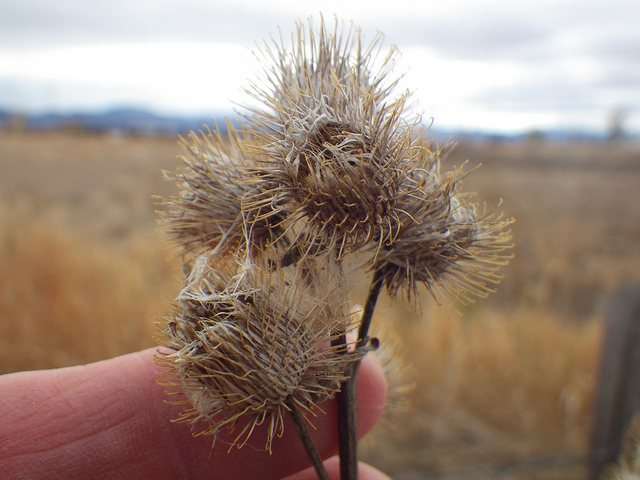 Petite bardane (Arctium minus)