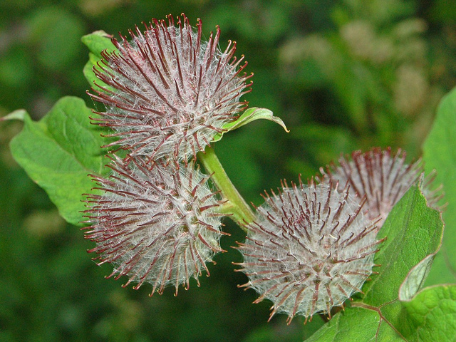 Bardane tomenteuse (Arctium tomentosum)