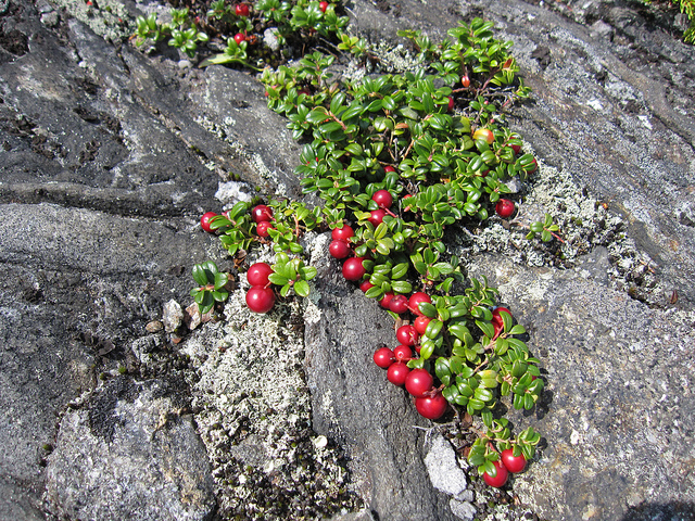 Raisin des alpes
