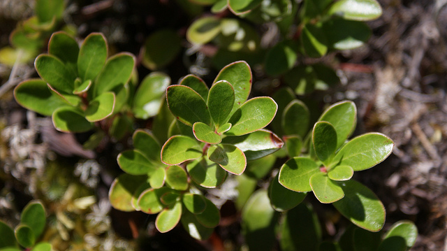 Raisin des alpes (Arctostaphylos alpina)