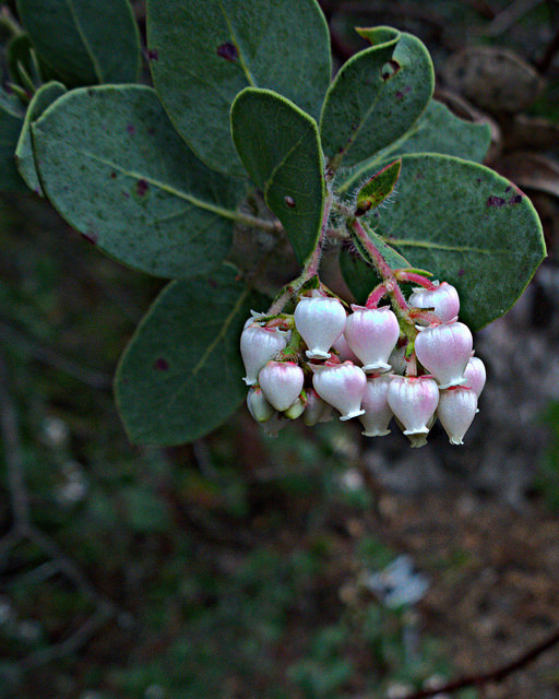 Arctostaphylos catalinae