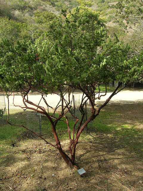 Arctostaphylos catalinae