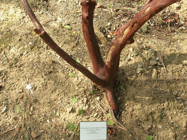 Arctostaphylos catalinae