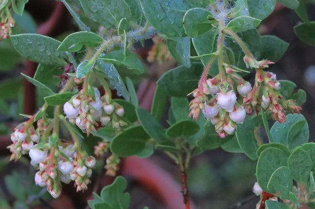 Arctostaphylos catalinae