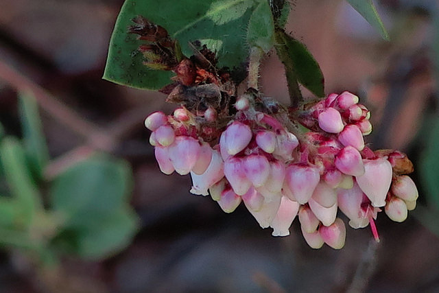 Arctostaphylos catalinae