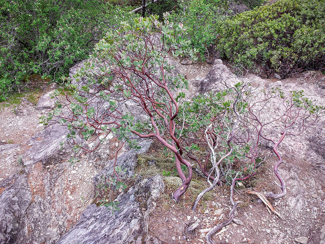 Arctostaphylos columbiana