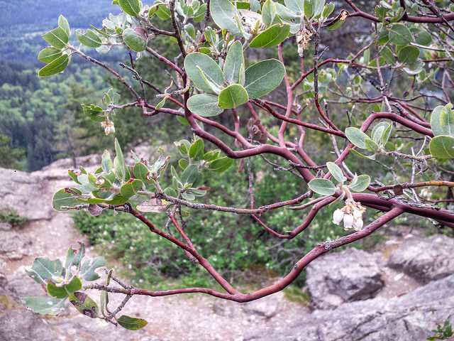 Arctostaphylos columbiana