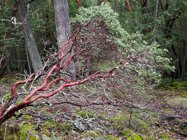 Arctostaphylos columbiana