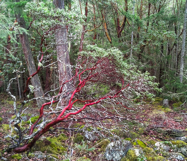 Arctostaphylos columbiana