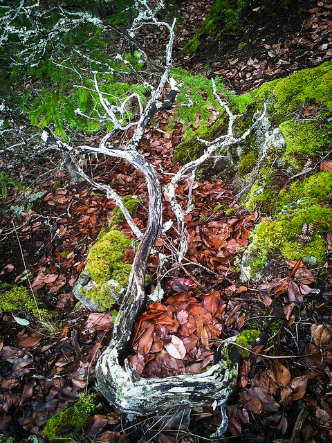Arctostaphylos columbiana