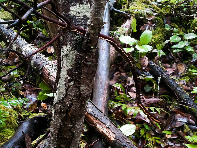 Arctostaphylos columbiana (Arctostaphylos columbiana)