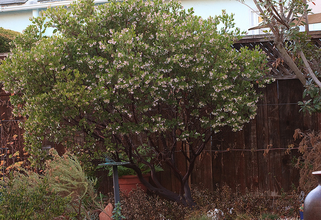 Arctostaphylos densiflora