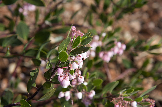 Arctostaphylos densiflora